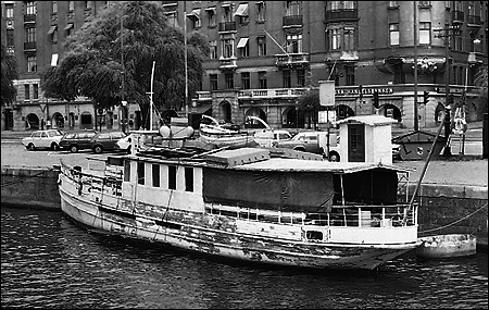 Svan vid Strandvägskajen, Stockholm 1977-08-20