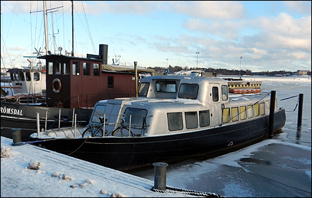 Kauris i Helsingfors, Finland 2017-02-06